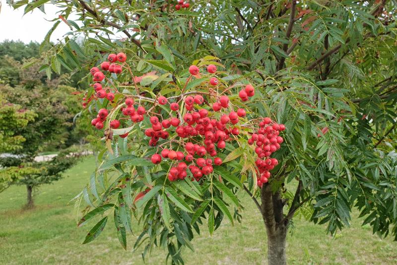 마가목 효능에 대해서 설명하기 위한 마가목 사진